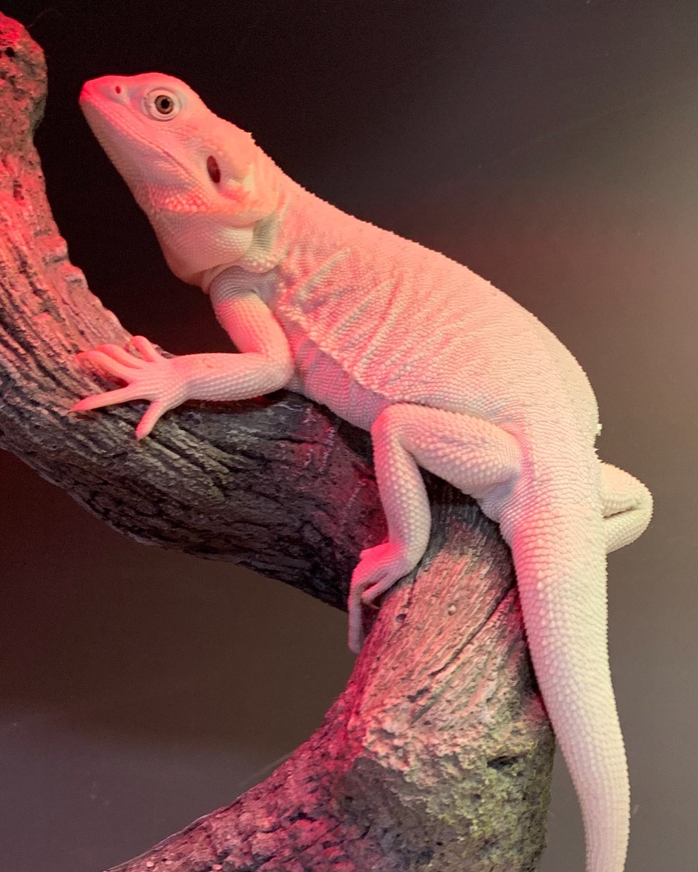 Healthy Bearded Dragon In Cage