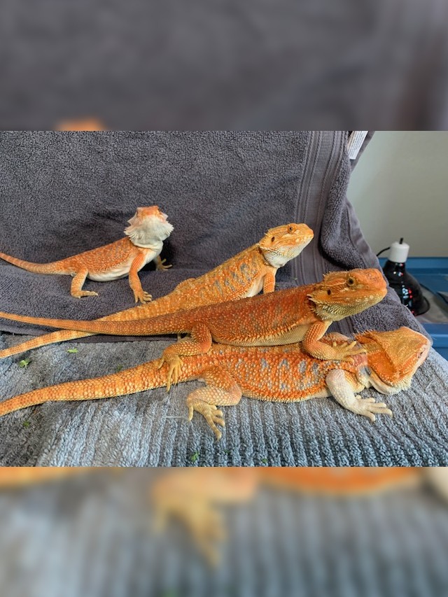 4 Red Females Dragon